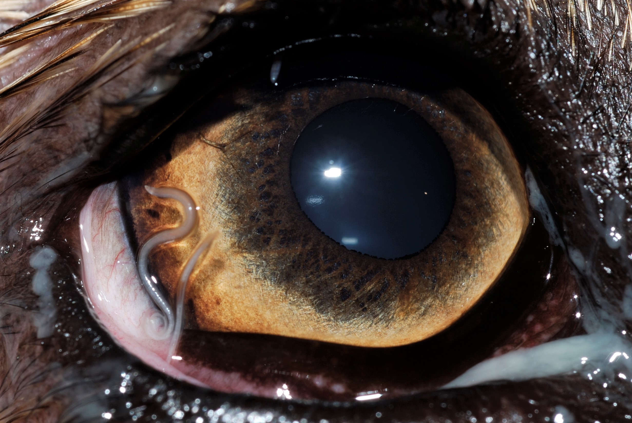 Cirurgia ocular Centre Veterinari Castellbisbal