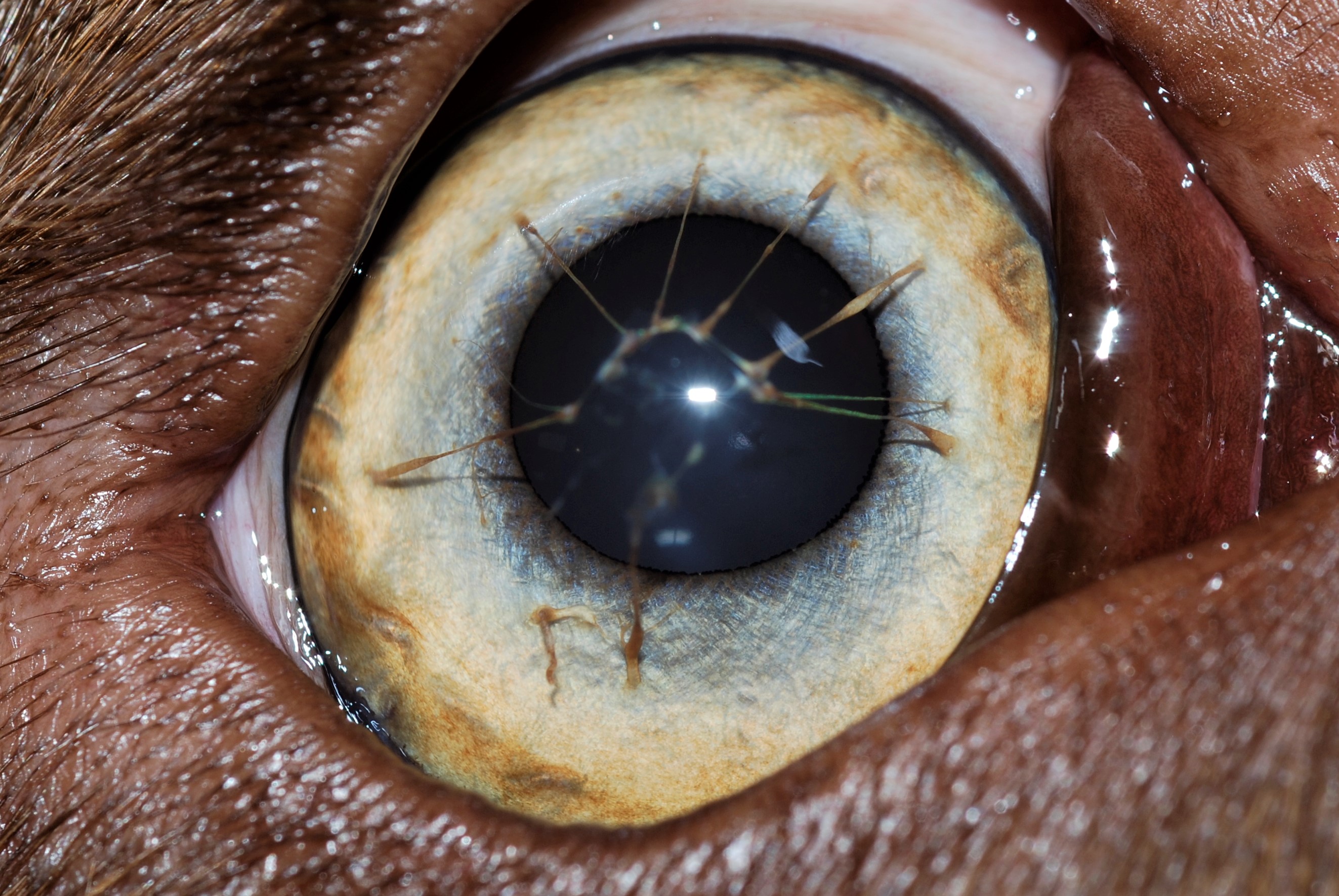 Diagnòstic oftalmològic Centre Veterinari Castellbisbal